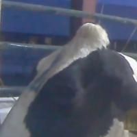 Hidden-Camera Investigation By Mercy For Animals Exposes Shocking Cruelty To Cows At…
