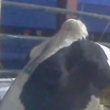 Hidden-Camera Investigation By Mercy For Animals Exposes Shocking Cruelty To Cows At…