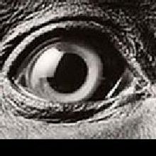 LIDA Project Presents Bi-Lingual Translation of THE HAIRY APE, Now thru 6/8