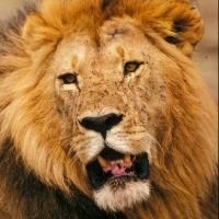 Free Travel Night at LA Zoo Previews Wildlife-Focused Botswana Trip Tonight