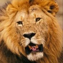 Free Travel Night at LA Zoo Previews Wildlife-Focused Botswana Trip Tonight