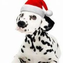 101 DALMATIONS Begins Today at Grove Theatre