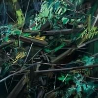 WOODS, LOVELY, DARK, AND DEEP Opens at DC Moore Gallery Tomorrow