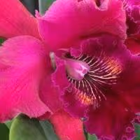 ORCHID DAZE: IMPRESSIONISTS Opens Today at Atlanta Botanical Garden