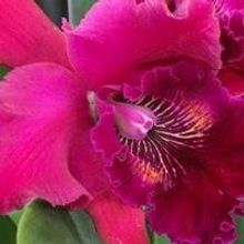 ORCHID DAZE: IMPRESSIONISTS Opens Today at Atlanta Botanical Garden