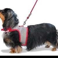PetMyWiener.com Reports That Operations and Visits to the Veterinary Office are at…