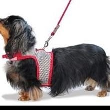 PetMyWiener.com Reports That Operations and Visits to the Veterinary Office are at…