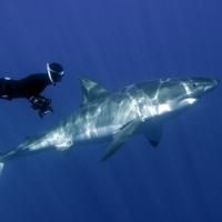 American Museum of Natural History to Screen GREAT WHITE SHARK, 7/7