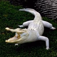 Beaux Auctions Conducts Sale of Specimens from the Suarez Museum Collection in Miami…