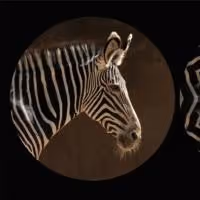 Leslie Thornton's BINOCULAR MENAGERIE to Transform Times Square Into An Urban…