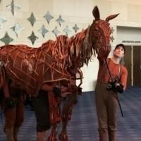 Photo Flash: 'Joey' from WAR HORSE Visits the Hobby Center
