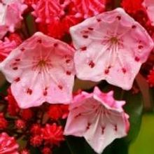 Tour Atlanta Botanical Garden Over Mother's Day Weekend