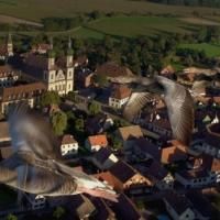 THIRTEEN's NATURE Debuts 'Wild France' on PBS Tonight