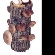 "Blooms of 'Shrooms" – The Perfect Valentine Gift for Mushroom Lovers and Gardeners