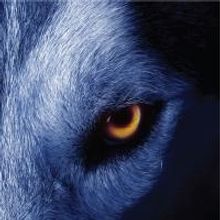 Eric Jubb Releases DIRE WOLF