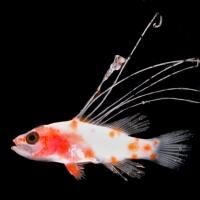 Smithsonian Scientists Link Fish Larva from Florida to New Species of Sea Bass