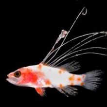Smithsonian Scientists Link Fish Larva from Florida to New Species of Sea Bass