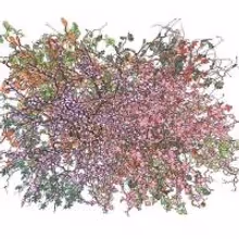 Jennifer Steinkamp Exhibit at Lehmann Maupin Hong Kong to Open 2/13