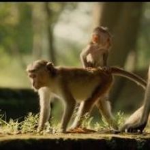 VIDEO: Meet Maya & Kip in New Trailer for Disneynature's MONKEY KINGDOM