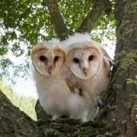 NATURE'S OWL POWER Airs Tonight on PBS