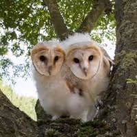 NATURE'S OWL POWER Airs Tonight on PBS