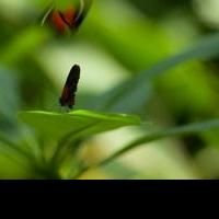 Meijer Gardens' “Butterflies Are Blooming” Exhibition Highlights Exotic Butterflies…