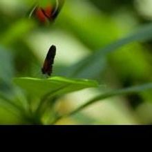 Meijer Gardens' “Butterflies Are Blooming” Exhibition Highlights Exotic Butterflies…