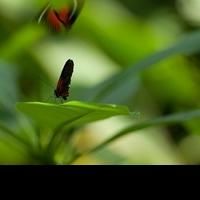 Meijer Gardens Opens 'Butterflies Are Blooming' Exhibition Today