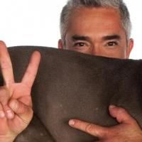 Cesar Millan Speaks at Gallo Center Tonight
