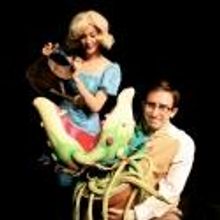 BWW Reviews: LITTLE SHOP OF HORRORS at Olney Theatre Center is a Real Gas