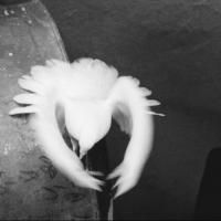 The Cuban American Phototheque of Miami Presents Ivan Canas' Artist Talk Next…