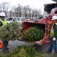 Photo Flash: Record-Breaking Number of Christmas Trees Recycled at MulchFest 2014