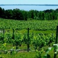 Two New Wineries Open in Traverse City Area