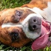 Animals In Crisis-Trending: Animal Abandonment In Broward County, FL