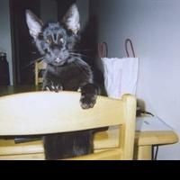 Homer 'the Blind Wonder Cat' of Bestselling Memoir Dies in New York at 16
