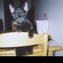 Homer 'the Blind Wonder Cat' of Bestselling Memoir Dies in New York at 16