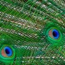 The Pearl's THIS SIDE OF NEVERLAND Begins 4/19