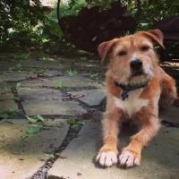 Woof! Mosie the Dog to Makes Stage Debut as Crab in Breakdancing Shakespeare: Two…