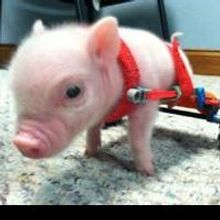 PIG ON WHEELS', Chris P. Bacon, Pens Children's Books