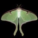 AMNH Opens Image Exhibition WINGED TAPESTRIES: MOTHS AT LARGE Today, 9/29