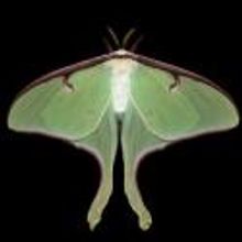 AMNH Opens Image Exhibition WINGED TAPESTRIES: MOTHS AT LARGE Today, 9/29