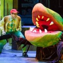 BWW Reviews: LITTLE SHOP OF HORRORS at ACT Feels a Little Anemic