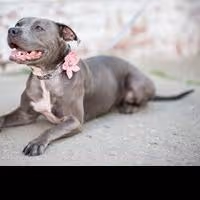 Bow Wow Couture's Designer Dog Accessories Big Hit with Celebs Attending GBK's…