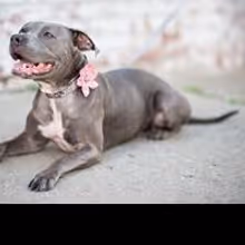 Bow Wow Couture's Designer Dog Accessories Big Hit with Celebs Attending GBK's…