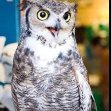 Desert Dweller Kids Help Desert Dweller Animals while Rocking out to Their Favorite…