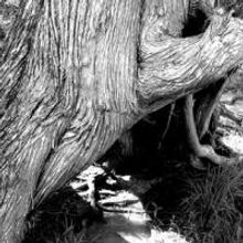 The Fine Print Theatre Co. Presents A PLACE IN THE WOODS, 5/12-5/13