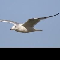 Opera del West Holds Auditions for Chekhov's THE SEAGULL, Now thru 5/18