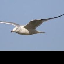 Opera del West Holds Auditions for Chekhov's THE SEAGULL, Now thru 5/18