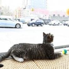 America's First Cat Cafe Now Open In New York