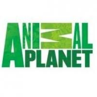 Animal Planet's ICE COLD GOLD Returns 3/5